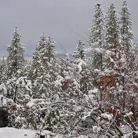 Pine Rose Inn-3